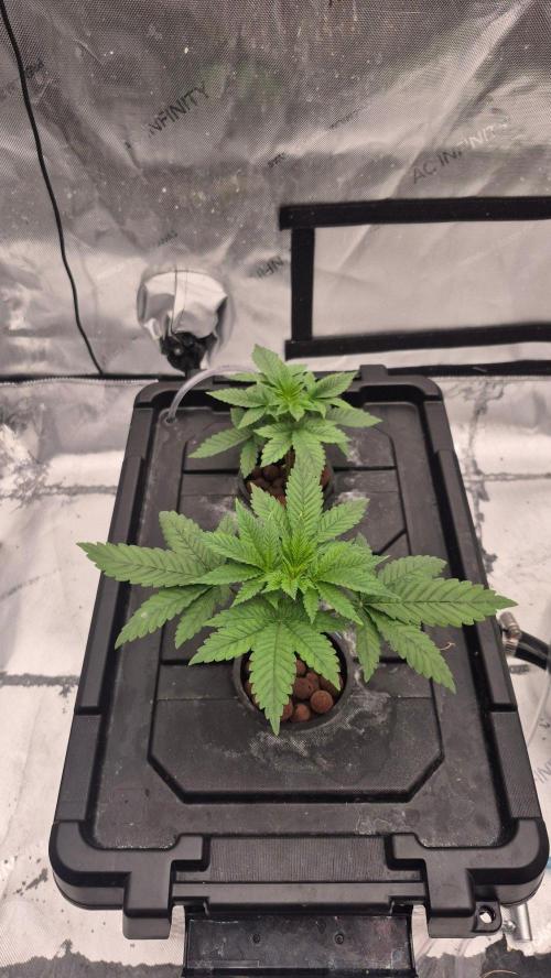 Hindu Kush Reg. Week 5
