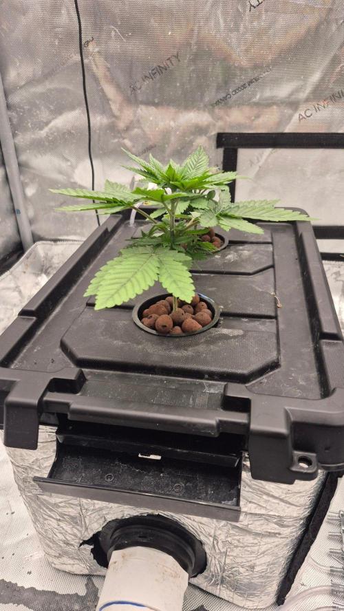 RDWC - Hindu Kush - seed propogation. Week 5