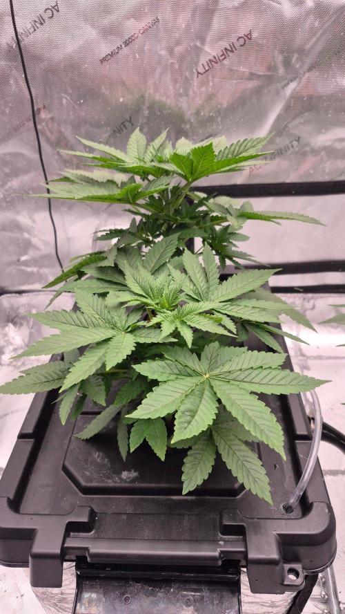 RDWC - Hindu Kush - seed propogation. Week 6