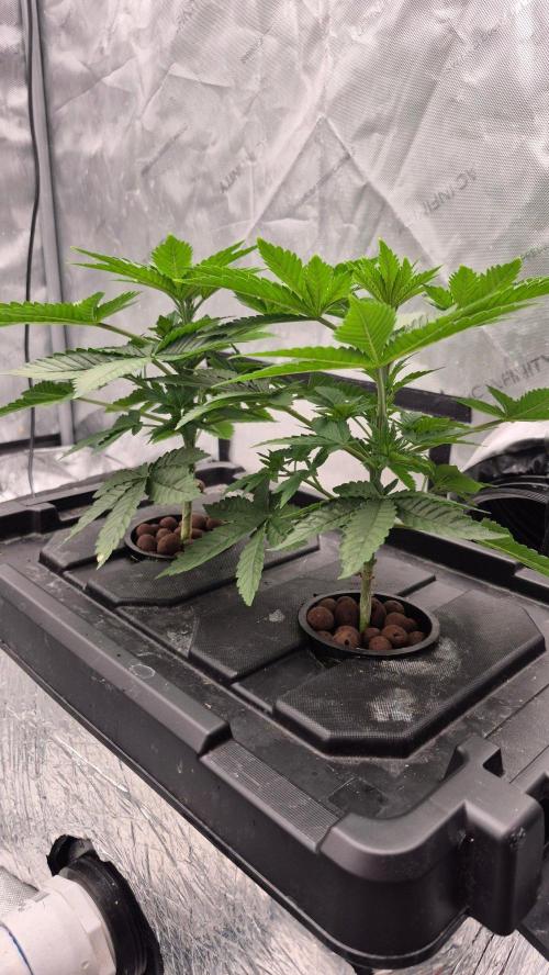 RDWC - Hindu Kush - seed propogation. Week 6