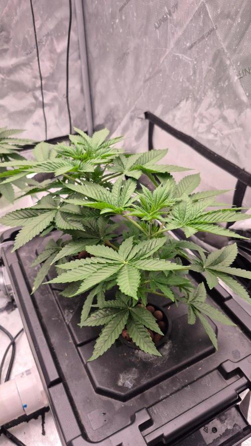 RDWC - Hindu Kush - seed propogation. Week 6