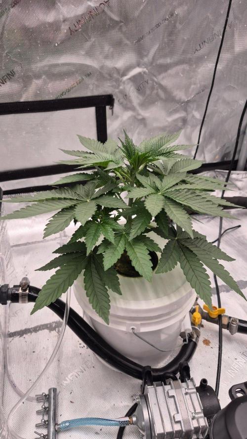 RDWC - Hindu Kush - seed propogation. Week 6