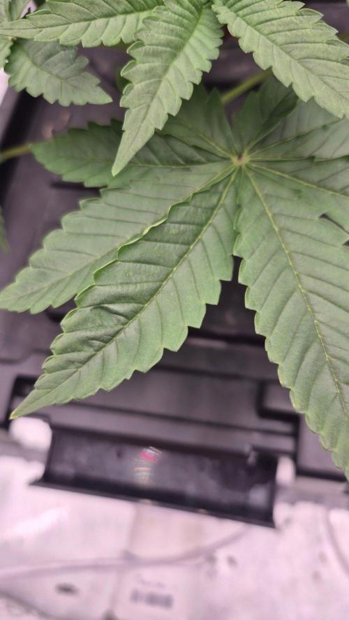 RDWC - Hindu Kush - seed propogation. Week 6 - Hplvd?