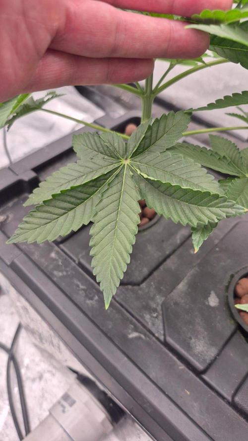 RDWC - Hindu Kush - seed propogation. Week 6 - Hplvd?