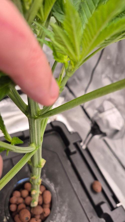 RDWC - Hindu Kush - seed propogation. Week 7
