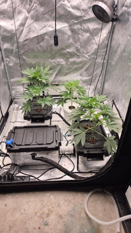 RDWC - Hindu Kush - seed propogation. Week 7