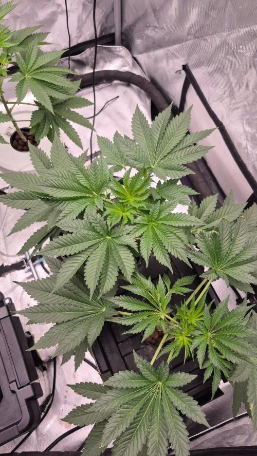 RDWC - Hindu Kush - seed propogation. Week 7