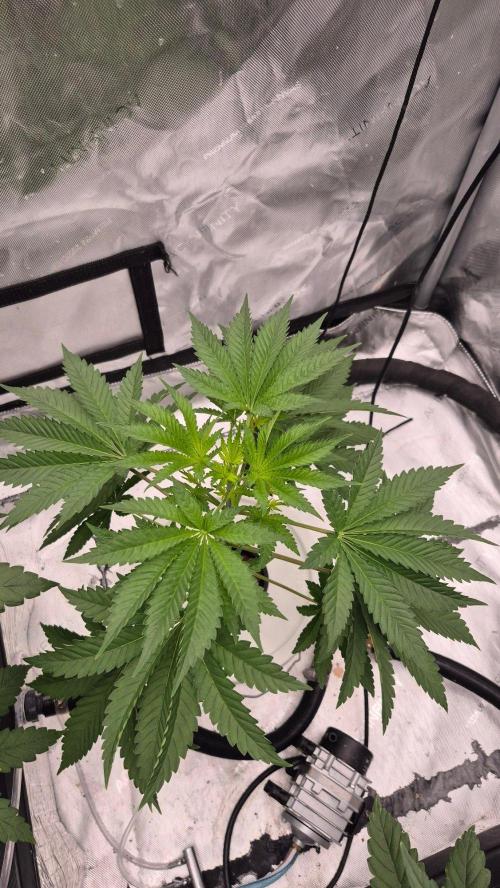RDWC - Hindu Kush - seed propogation. Week 7