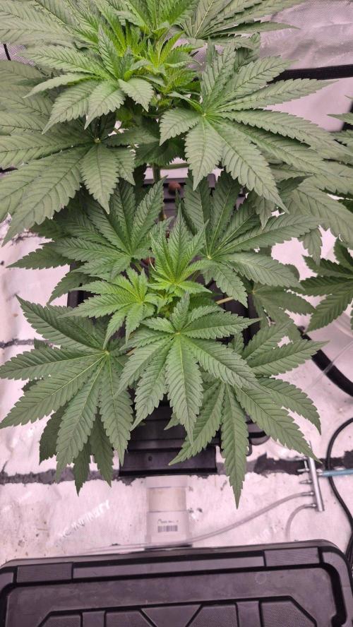 RDWC - Hindu Kush - seed propogation. Week 7
