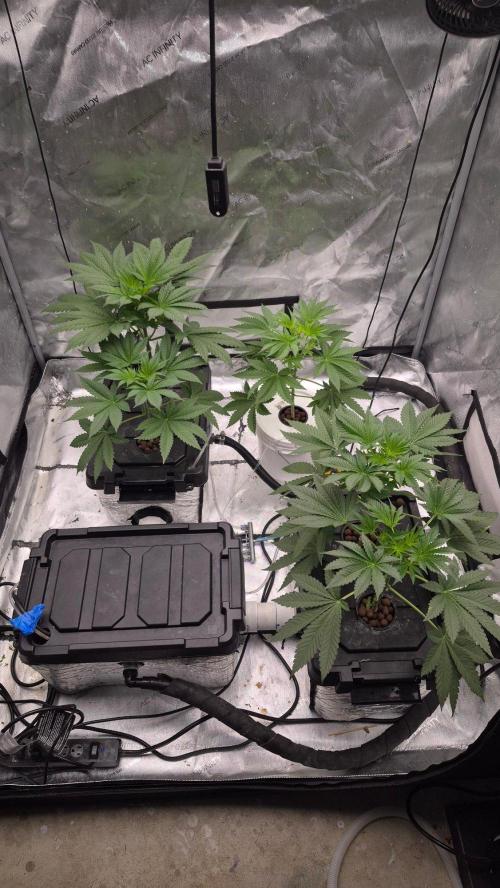 RDWC - Hindu Kush - seed propogation. Week 7
