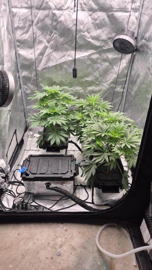 RDWC - Hindu Kush - seed propogation. Week 8