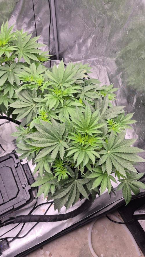RDWC - Hindu Kush - seed propogation. Week 8
