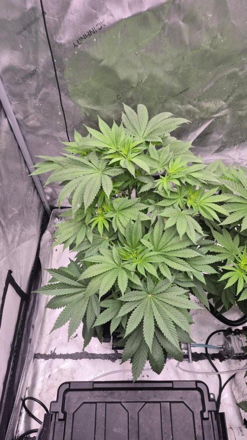 RDWC - Hindu Kush - seed propogation. Week 8