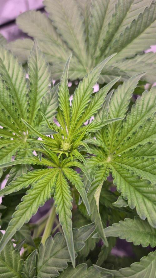 RDWC - Hindu Kush - seed propogation. Week 8