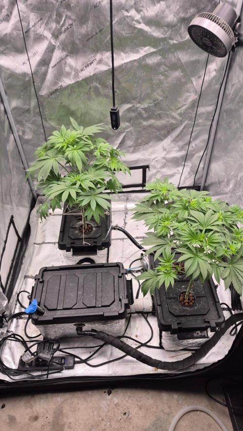 Hindu Kush Reg. Week 8
