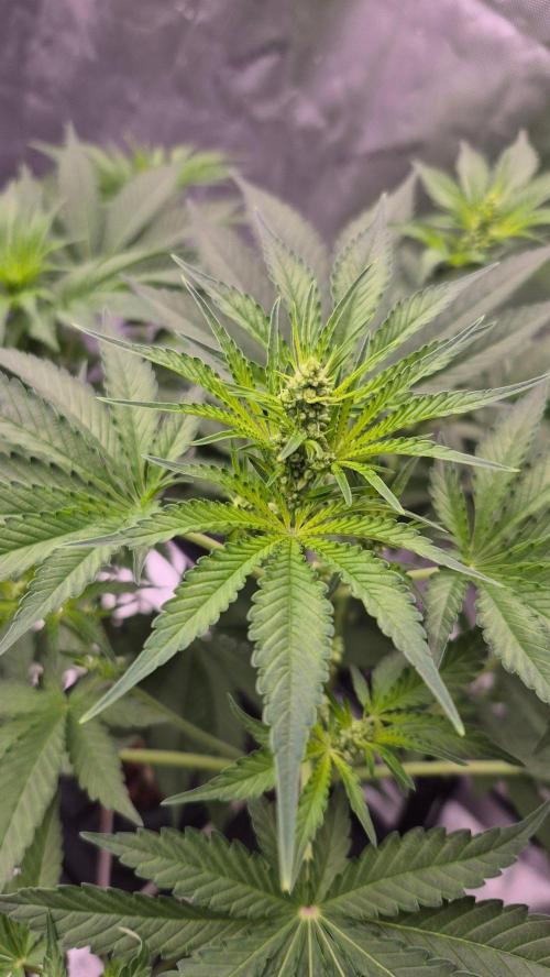 RDWC - Hindu Kush - seed propogation. Week 9