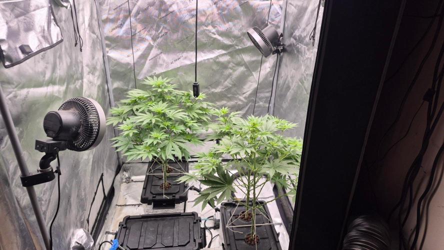 RDWC - Hindu Kush - seed propogation. Week 9