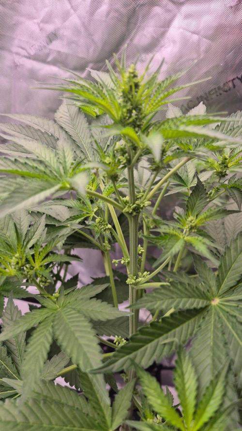RDWC - Hindu Kush - seed propogation. Week 9
