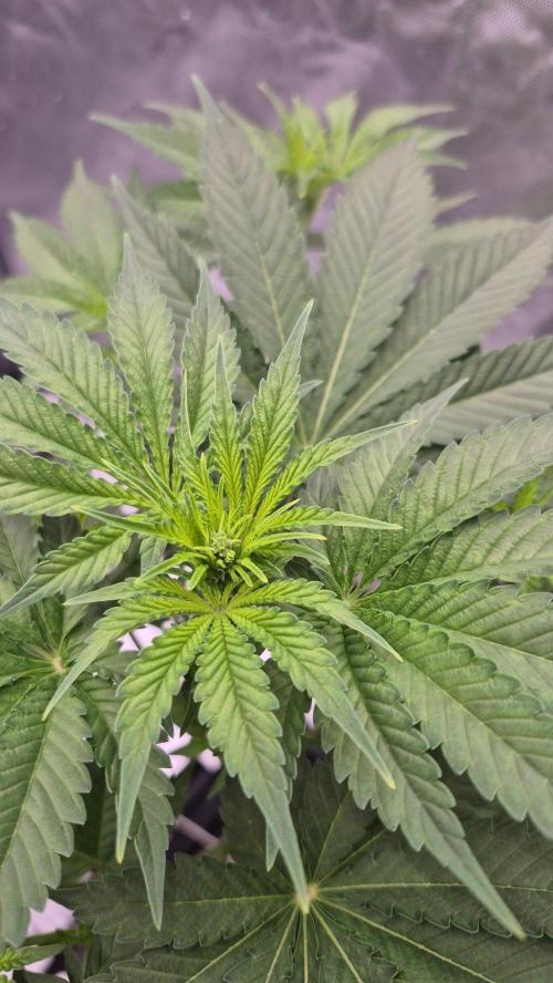 RDWC - Hindu Kush - seed propogation. Week 9