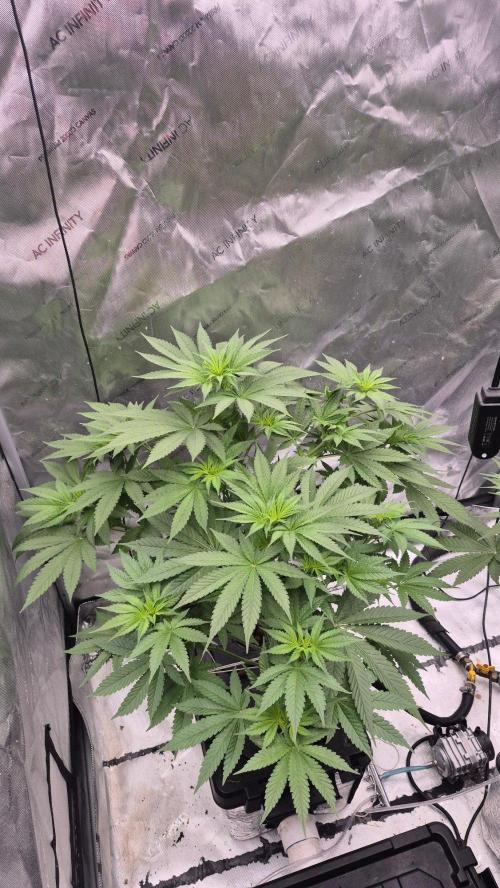 RDWC - Hindu Kush - seed propogation. Week 9