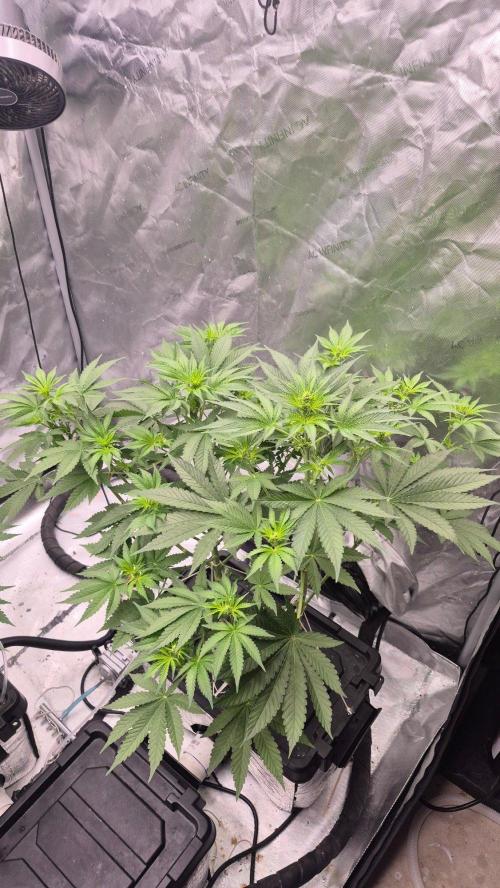 RDWC - Hindu Kush - seed propogation. Week 9