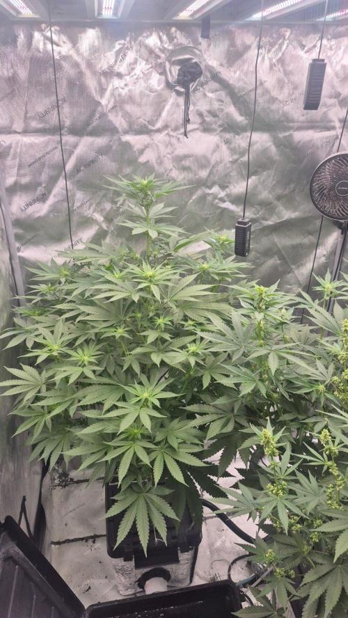 RDWC - Hindu Kush - seed propogation. Week 10