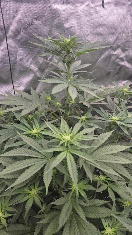RDWC - Hindu Kush - seed propogation. Week 10