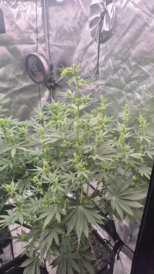 RDWC - Hindu Kush - seed propogation. Week 10
