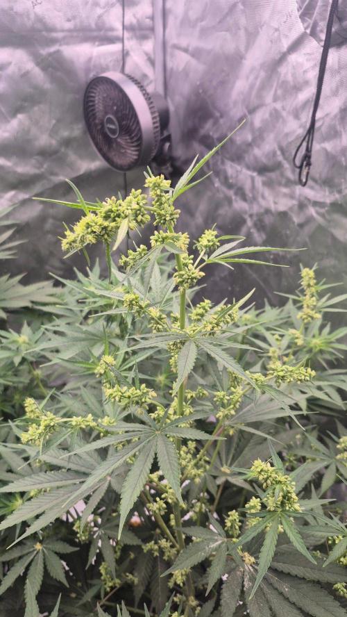RDWC - Hindu Kush - seed propogation. Week 10 - Male did his job. Now he has to go.
