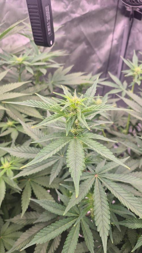 Hindu Kush Reg. Week 10