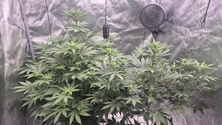 RDWC - Hindu Kush - seed propogation. Week 10