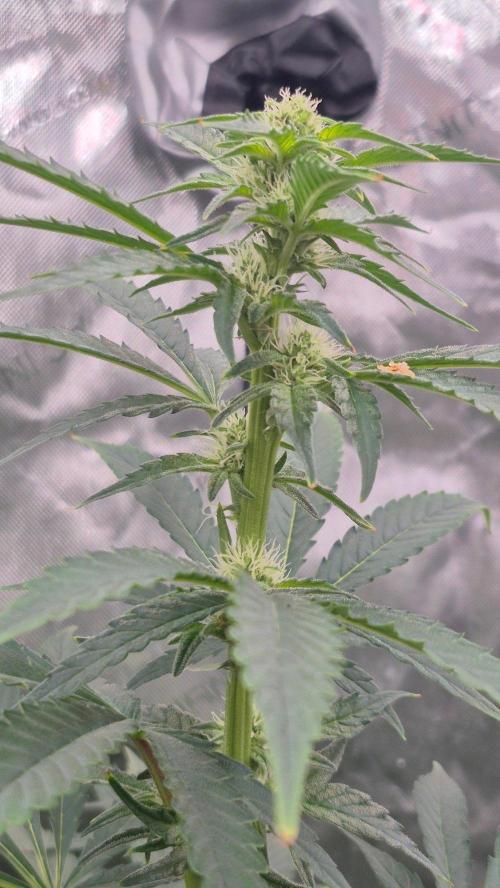 RDWC - Hindu Kush - seed propogation. Week 11