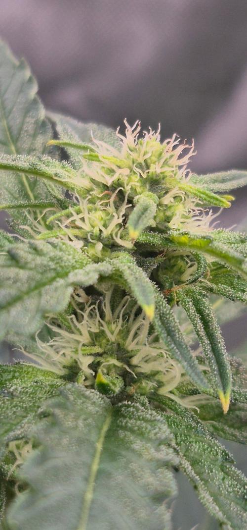 RDWC - Hindu Kush - seed propogation. Week 11