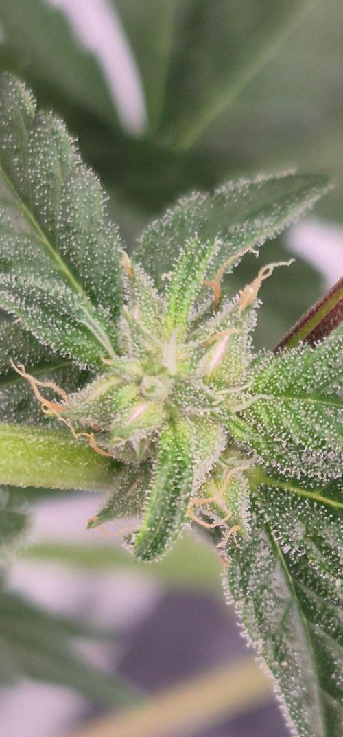 RDWC - Hindu Kush - seed propogation. Week 11