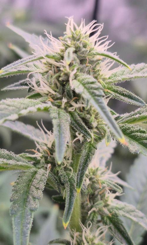 RDWC - Hindu Kush - seed propogation. Week 11