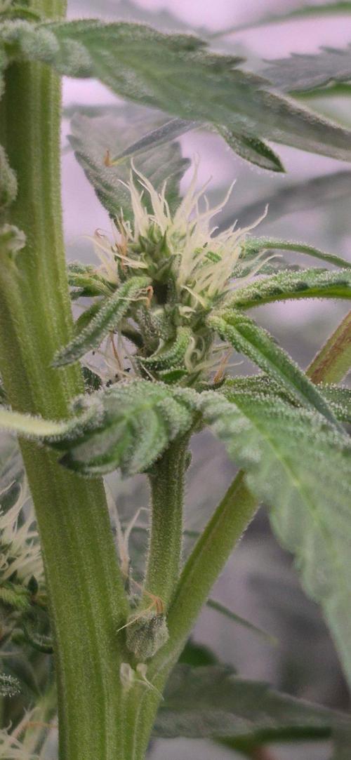 RDWC - Hindu Kush - seed propogation. Week 11