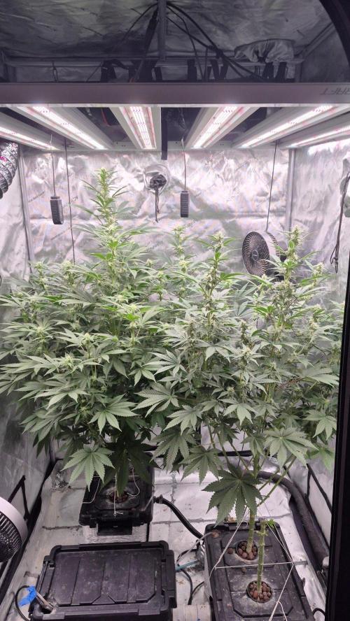 RDWC - Hindu Kush - seed propogation. Week 11