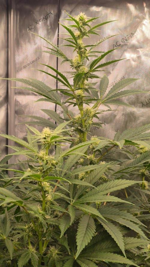 RDWC - Hindu Kush - seed propogation. Week 11