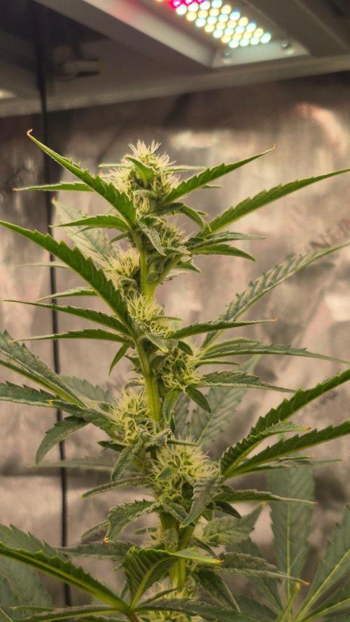 RDWC - Hindu Kush - seed propogation. Week 11