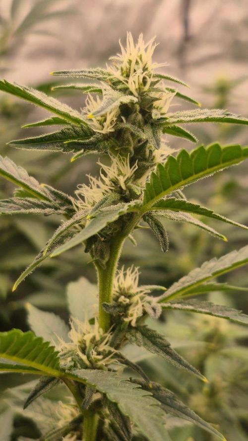 RDWC - Hindu Kush - seed propogation. Week 11