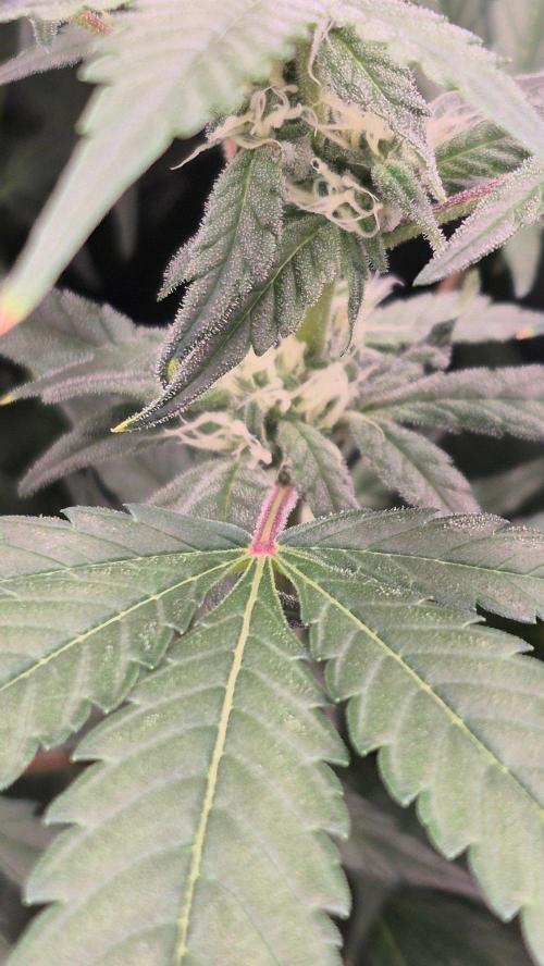 RDWC - Hindu Kush - seed propogation. Week 12