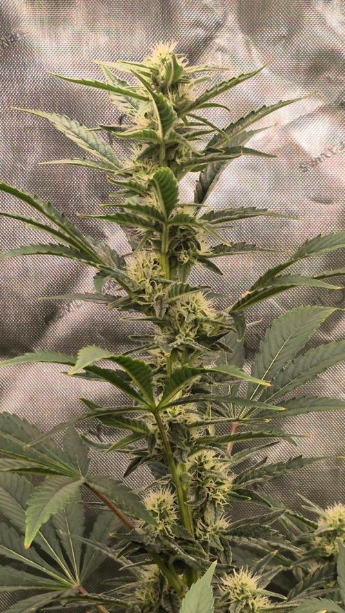 RDWC - Hindu Kush - seed propogation. Week 12