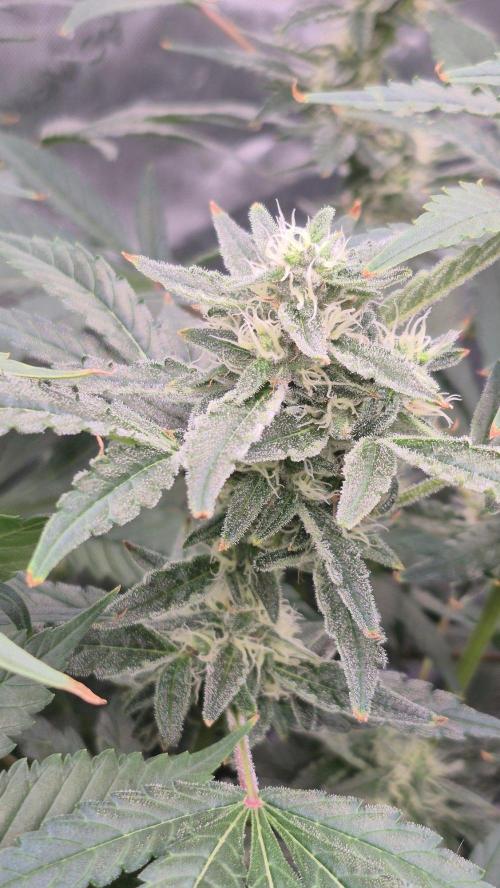RDWC - Hindu Kush - seed propogation. Week 13