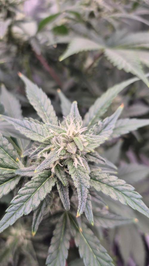 RDWC - Hindu Kush - seed propogation. Week 13
