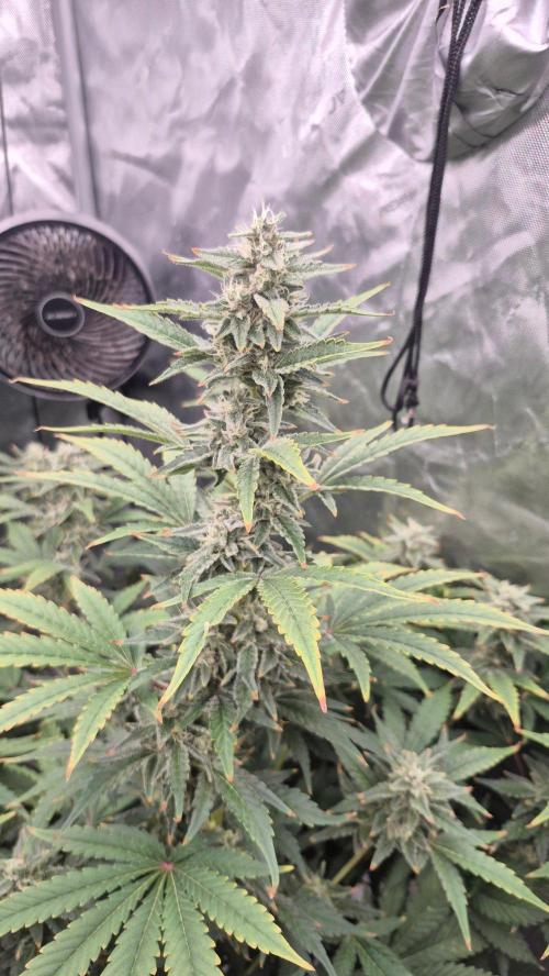 RDWC - Hindu Kush - seed propogation. Week 14