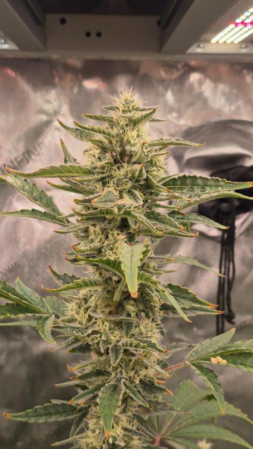 RDWC - Hindu Kush - seed propogation. Week 14