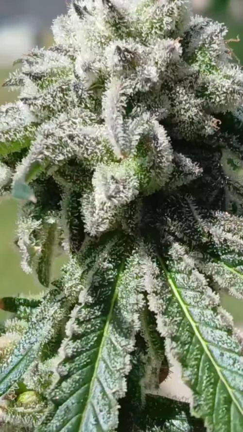 Father (Skunk #1 X Congolese) Cross