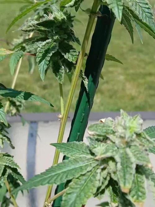Father (Skunk #1 X Congolese) Cross