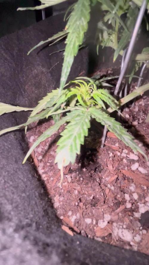 First grow