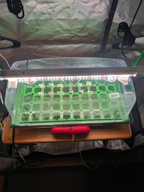 Eternity grow cup 2026. Week 0